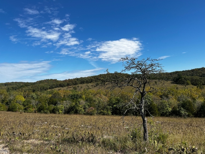 Missouri Glade